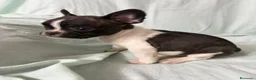 Bulldog Francés perros en venta: BULLDOG FRANCÉS - Anuncio 1