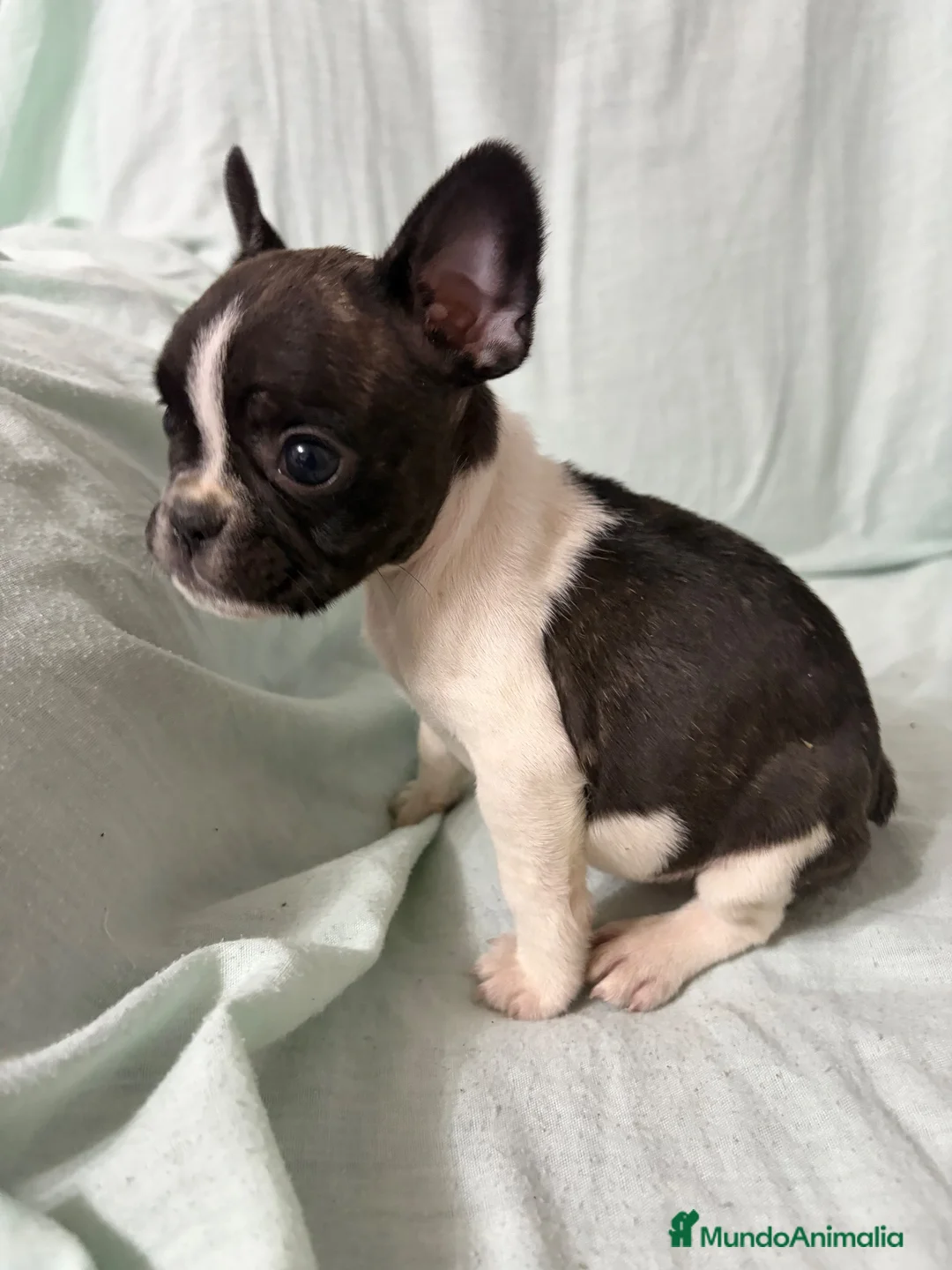 Bulldog Francés perros en venta: BULLDOG FRANCÉS - Anuncio 1