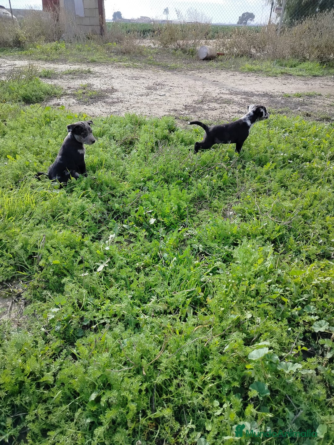 Border Collie perros en venta: BORDER COLLIE - Anuncio 7