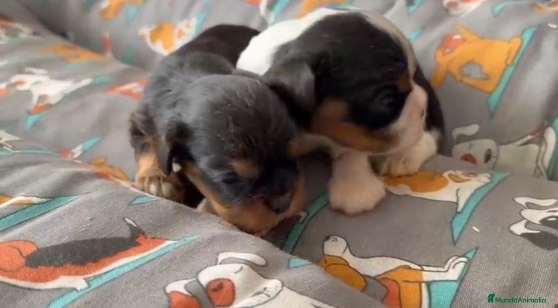 Cavalier King Charles Spaniel perros Cavalier machos  - Anuncio 1