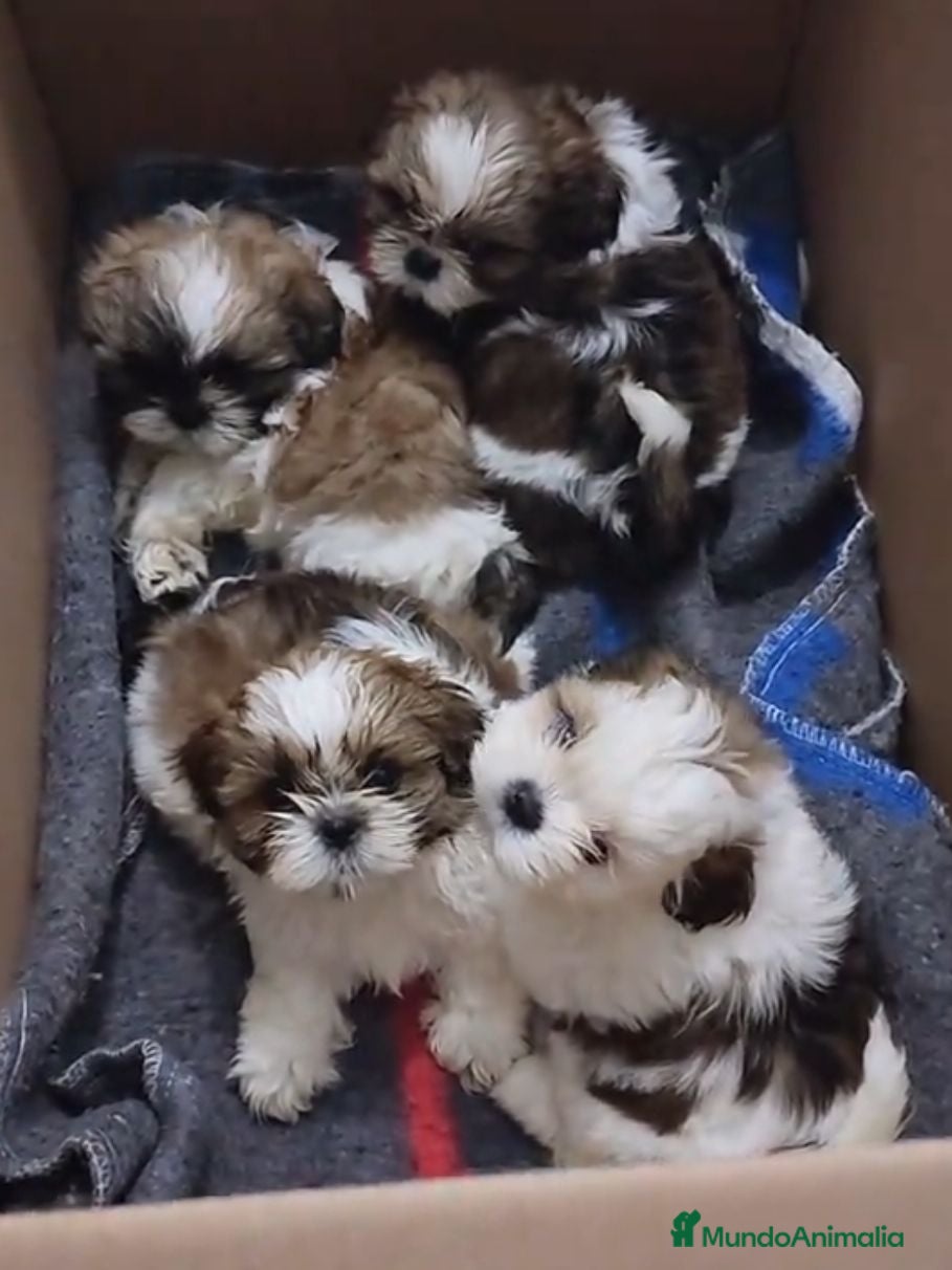 Shih Tzu perros shih tzu - Anuncio 1