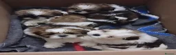 Shih Tzu perros en venta: shih tzu en Madrid - Anuncio 1