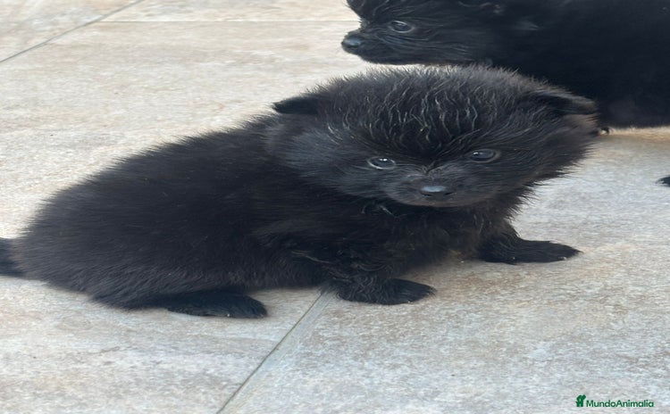 Pomerania perros LULU DE POMERANIA  - Anuncio 1