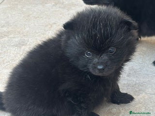 Pomerania perros LULU DE POMERANIA - Anuncio 1