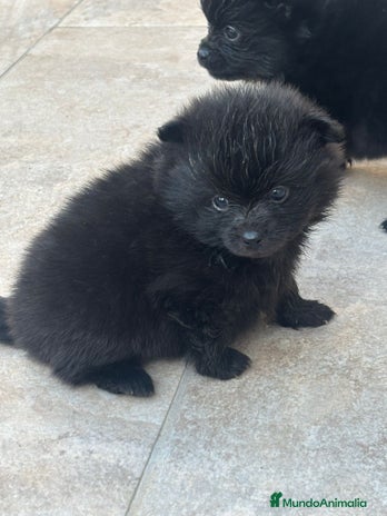 Pomerania perros LULU DE POMERANIA - Anuncio 1