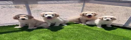 Golden Retriever perros en venta: Golden retriever  - Anuncio 2