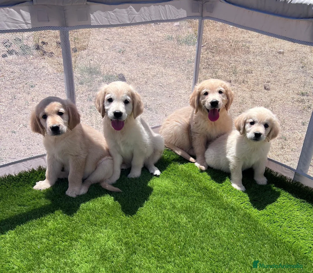 Golden Retriever perros en venta: Golden retriever  - Anuncio 2