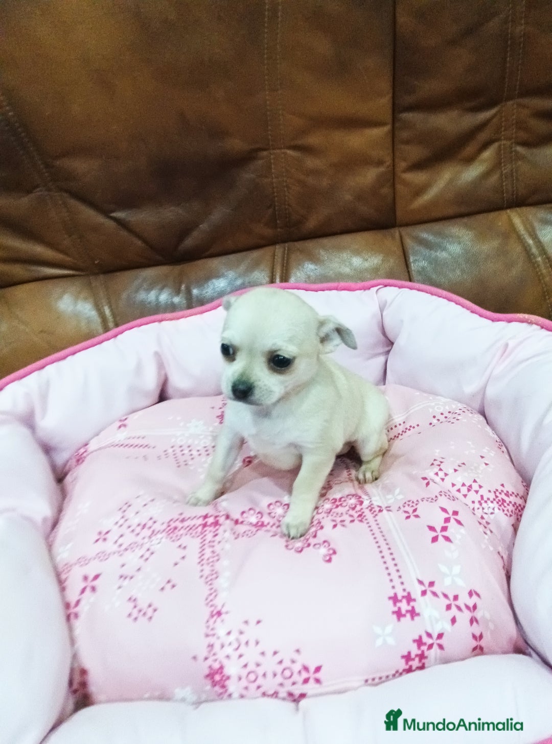 Chihuahua perros en venta: Chihuahua toy - Anuncio 10