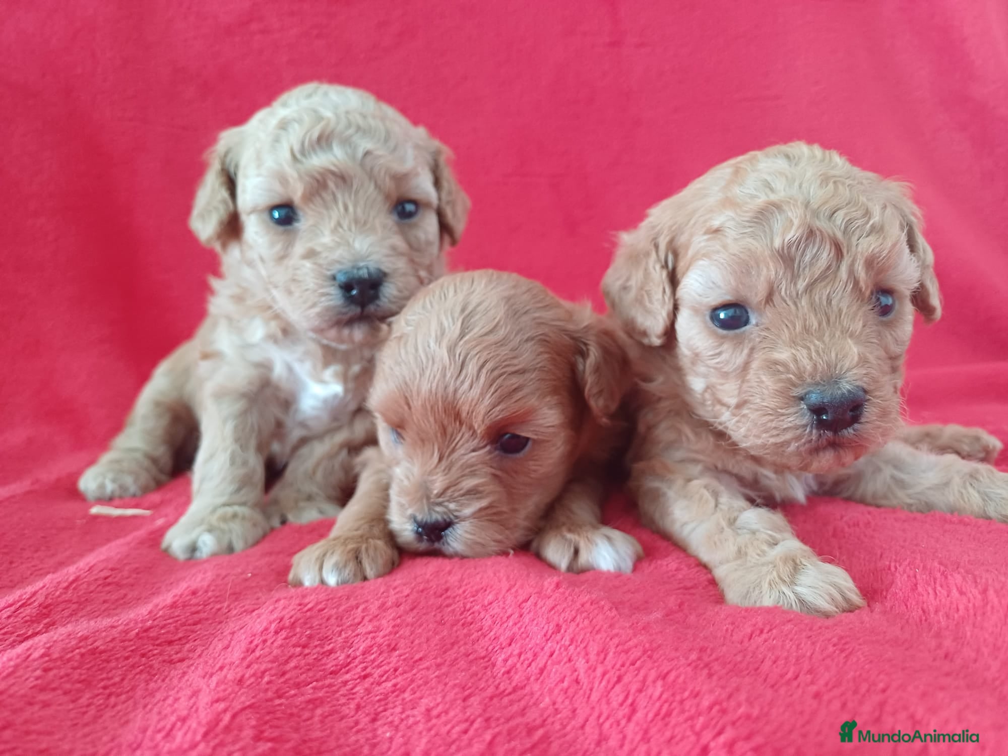 Caniche Enano perros Caniche Enano  - Anuncio 2