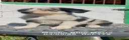 Border Collie perros en venta: Border Collie De Villa Biznaga - Anuncio 11