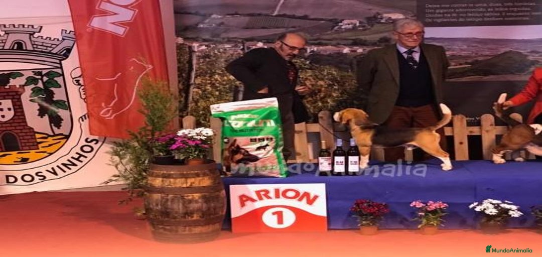 Imagen de galería {{count}}