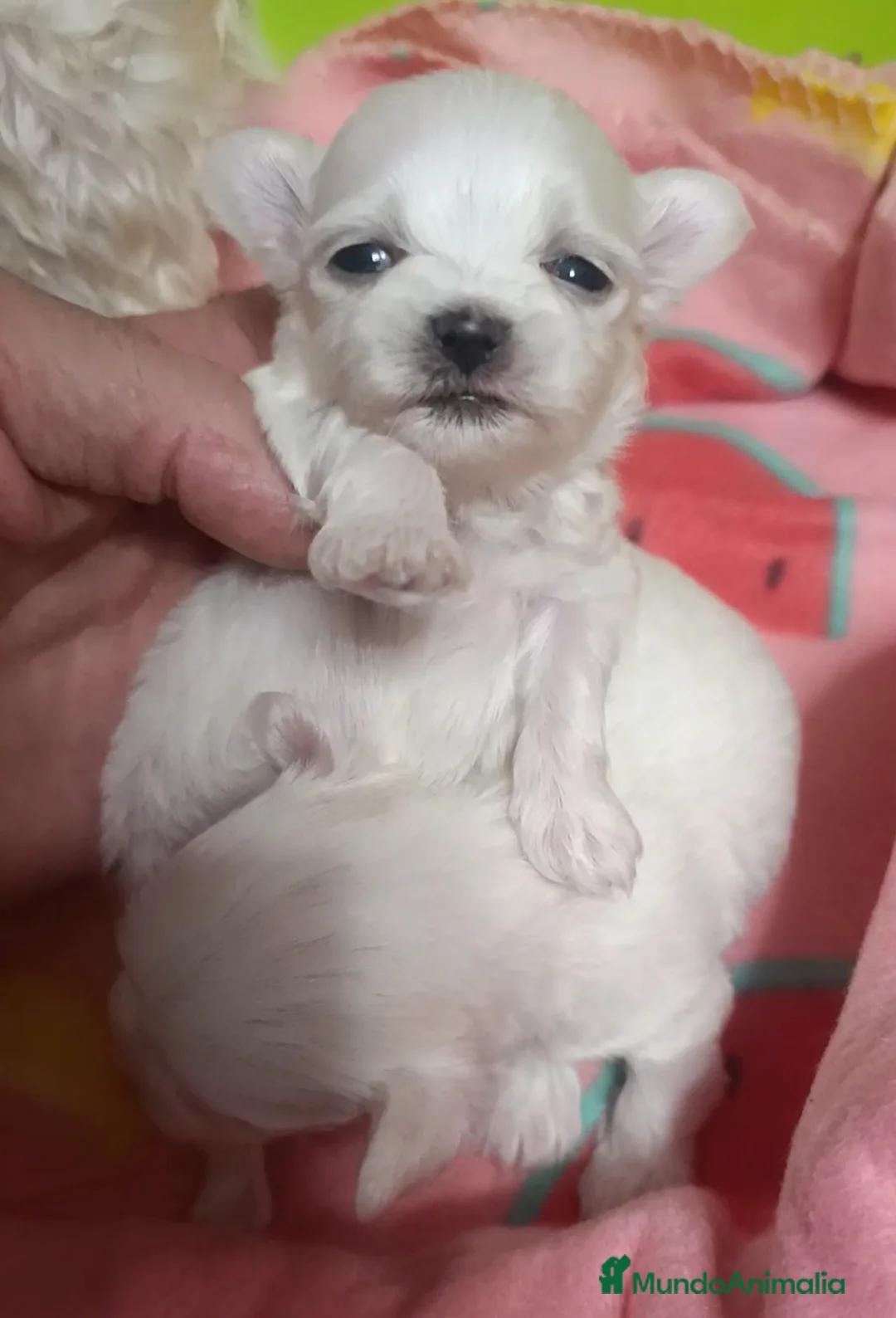 Bichón Maltés perros en venta: Bichón maltés  - Anuncio 1