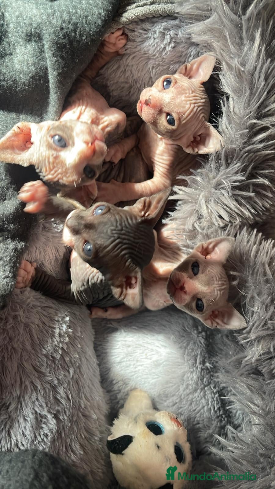 Sphynx gatos Sphynx exclusivos - Anuncio 4