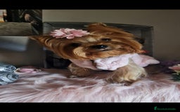 Yorkshire Terrier perros en venta: Yorkshire terrier - Imagen 17