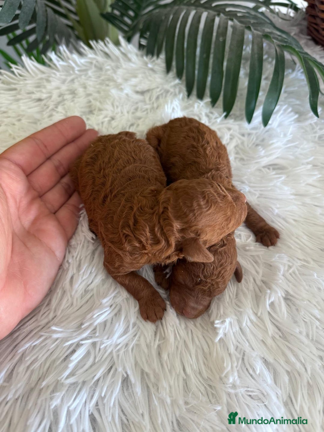 Caniche Toy perros en venta: CANICHE TOY ROJO - Imagen 9
