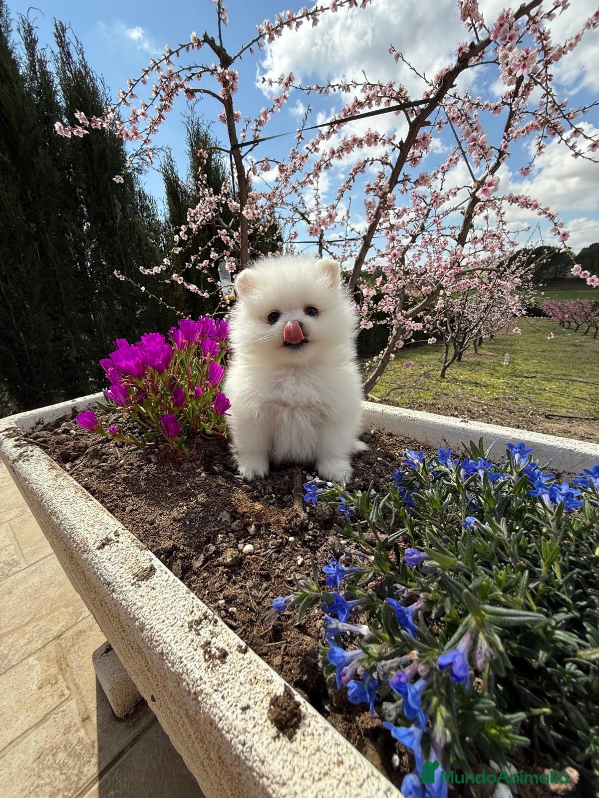 Pomerania perros Pomerania hembras disponibles toy  - Anuncio 1
