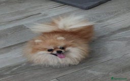Pomerania perros en venta: Pomeranias - Imagen 6