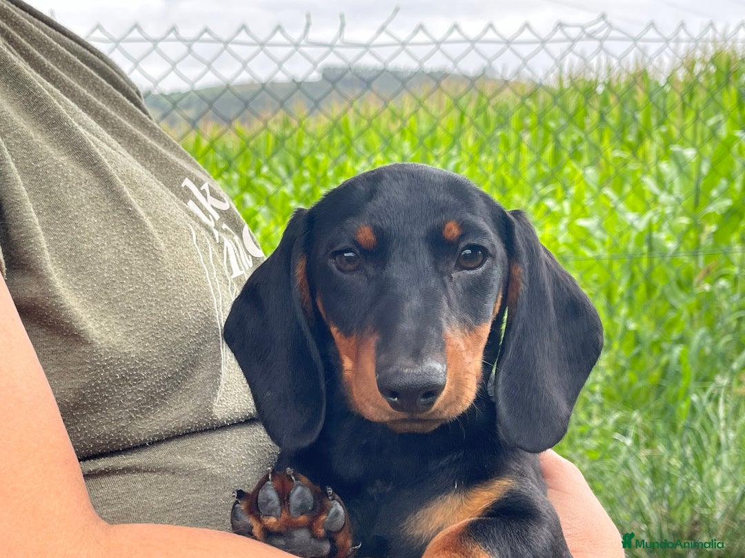 Teckel Miniatura perros en venta: Expectacular  Macho negro y fuego   de pelo corto  en Cantabria - Imagen 1