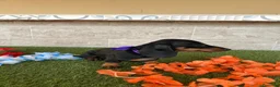 Teckel perros en venta: Fabulosos TECKEL NEGRO FUEGO  - Anuncio 2