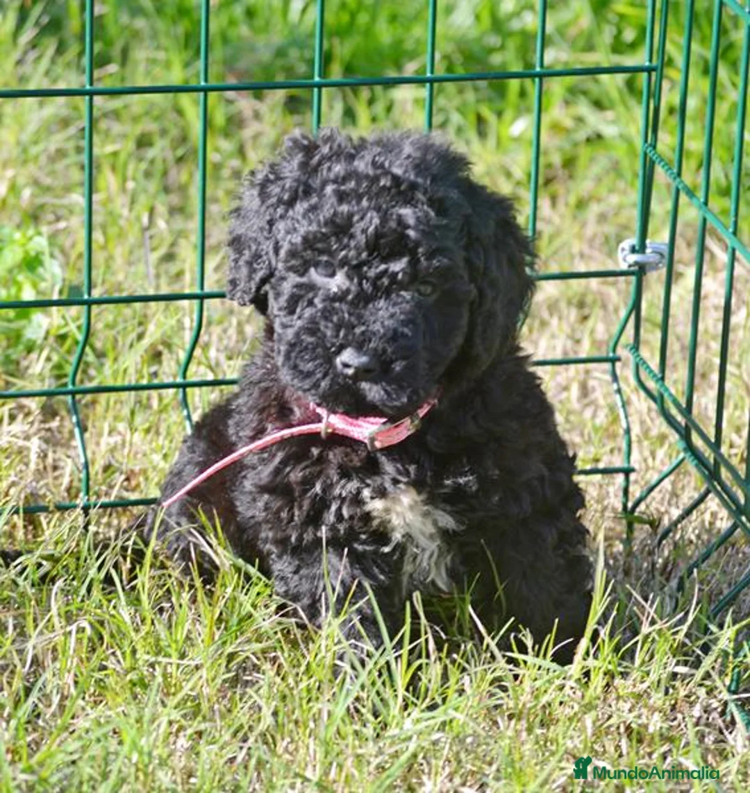 Perro de Agua Español perros en venta: CACHORRO PERRO DE AGUA ESPAÑOL  - Anuncio 10