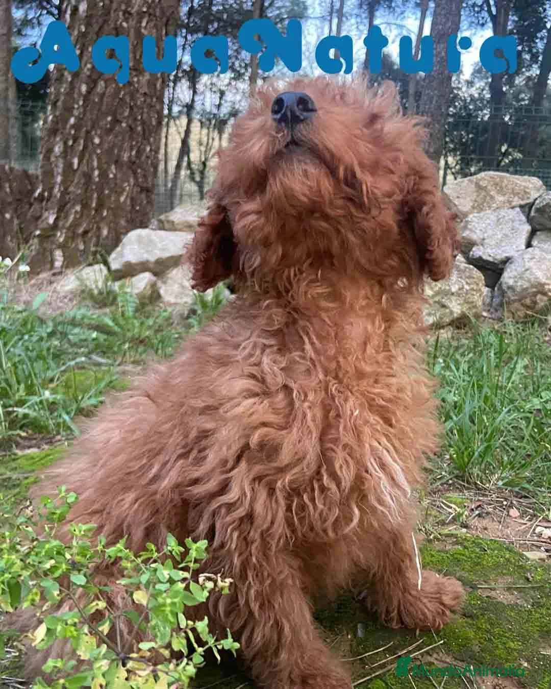 Caniche Enano perros en venta: Caniche Macho de Bella y Can 2020 AQUANATURA - Anuncio 2