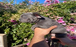 Bulldog Francés perros en venta: Bulldog Francés  en Illes Balears - Imagen 5