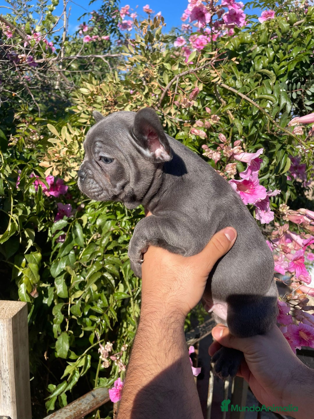 Bulldog Francés perros en venta: Bulldog Francés  en Illes Balears - Imagen 5