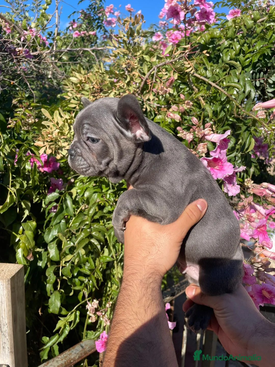 Bulldog Francés perros en venta: Bulldog Francés  en Illes Balears - Anuncio 5