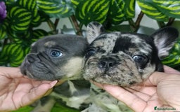 Bulldog Francés perros en venta: Impresionantes bulldog varios colores  - Imagen 7