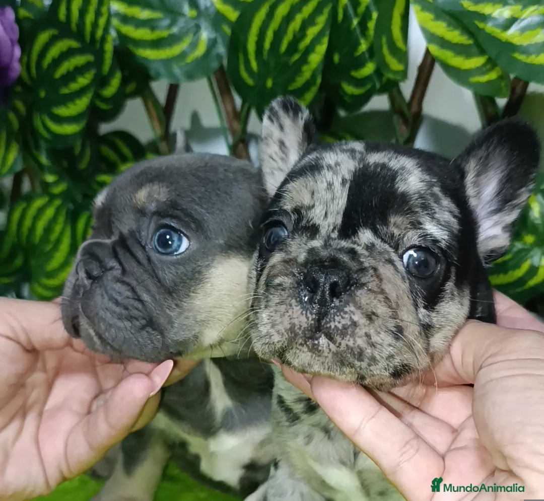 Bulldog Francés perros en venta: Impresionantes bulldog varios colores  - Imagen 7