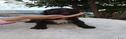 Perro de Agua Español perros en venta: Perro de agua  - Anuncio 5