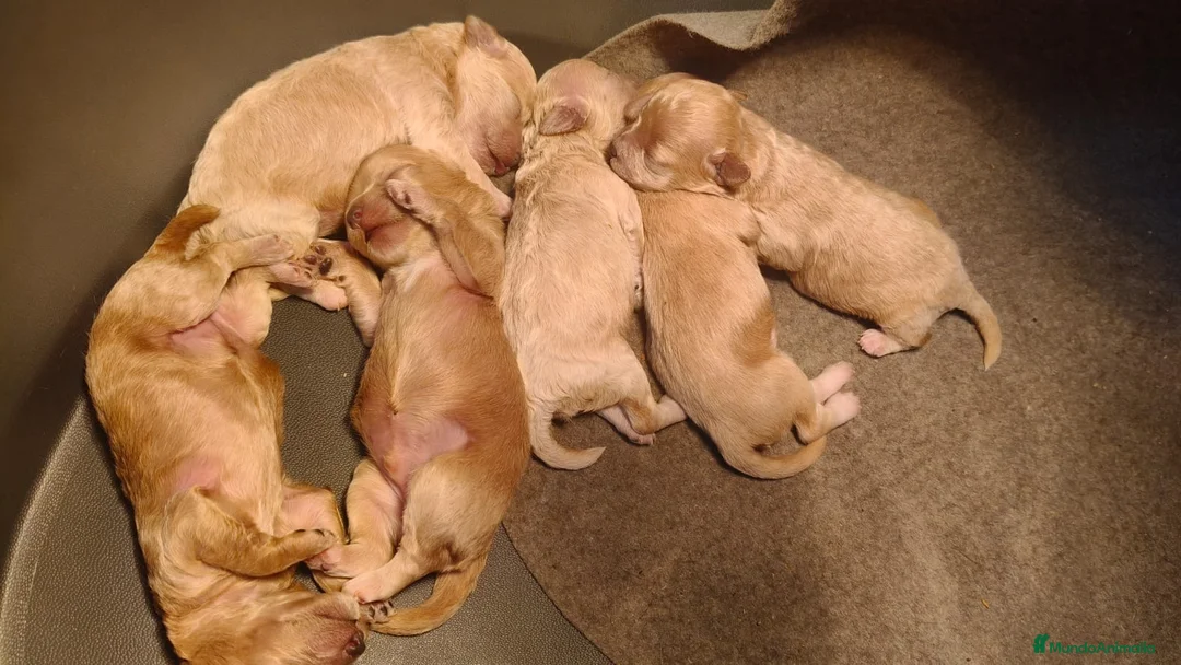 Maltipoo perros en venta: MALTIPOO TOYS - Anuncio 1