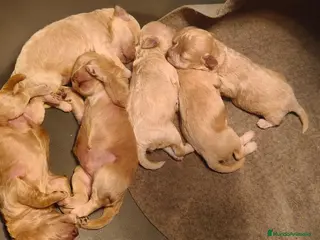 Maltipoo perros MALTIPOO TOYS - Anuncio 1