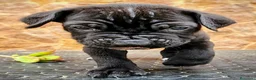 Cane Corso perros en venta: Cane corso - Anuncio 2