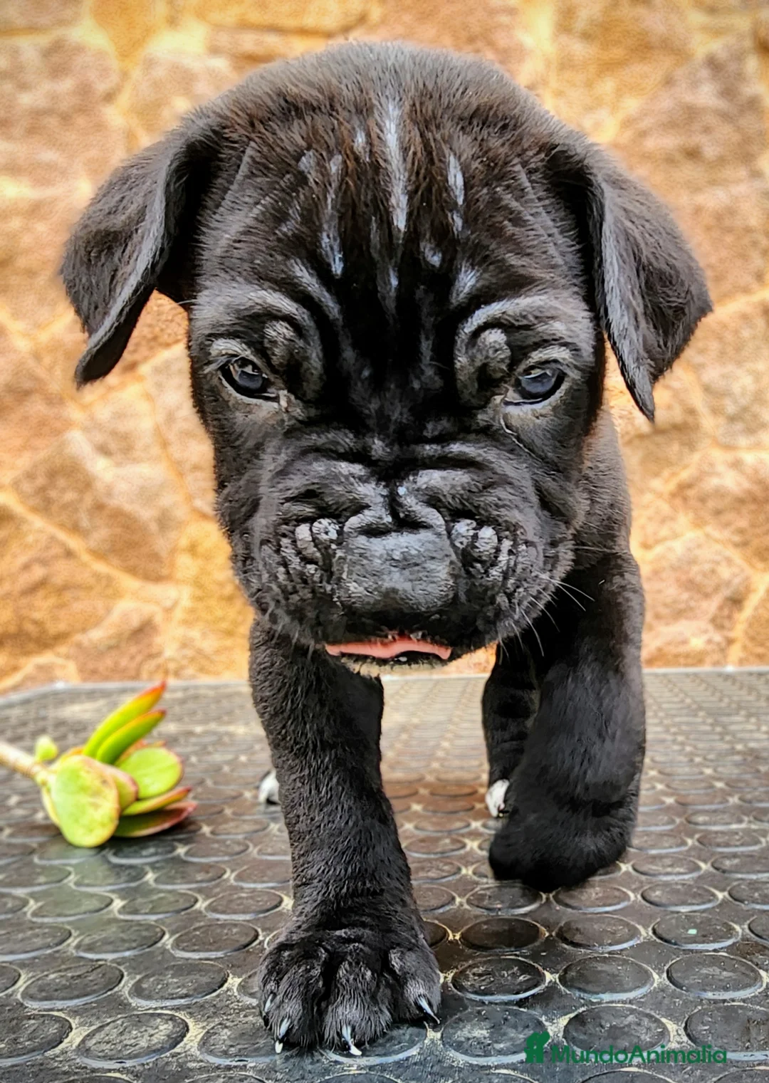 Cane Corso perros en venta: Cane corso - Anuncio 2