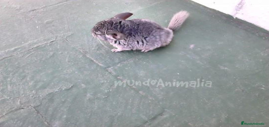 Imagen de galería {{count}}