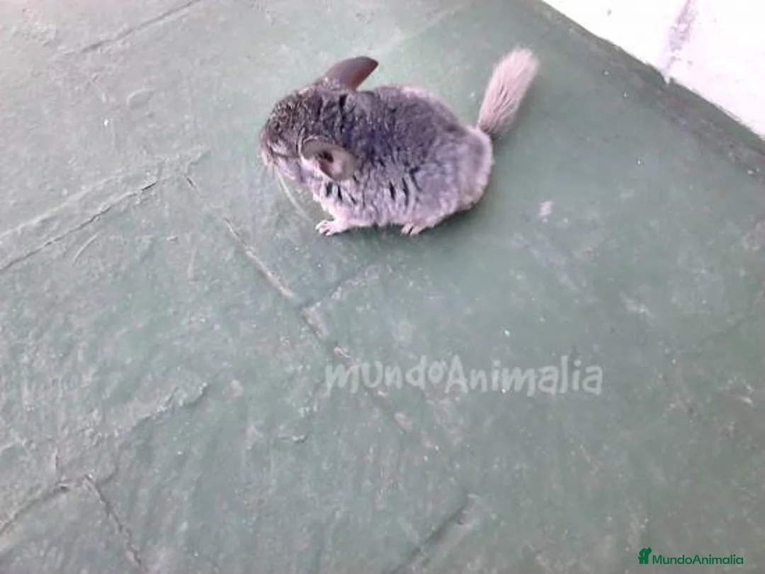 Imagen de galería {{count}}