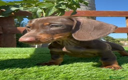 Teckel perros en venta: TECKEL MINIATURA HEMBRA - Imagen 8