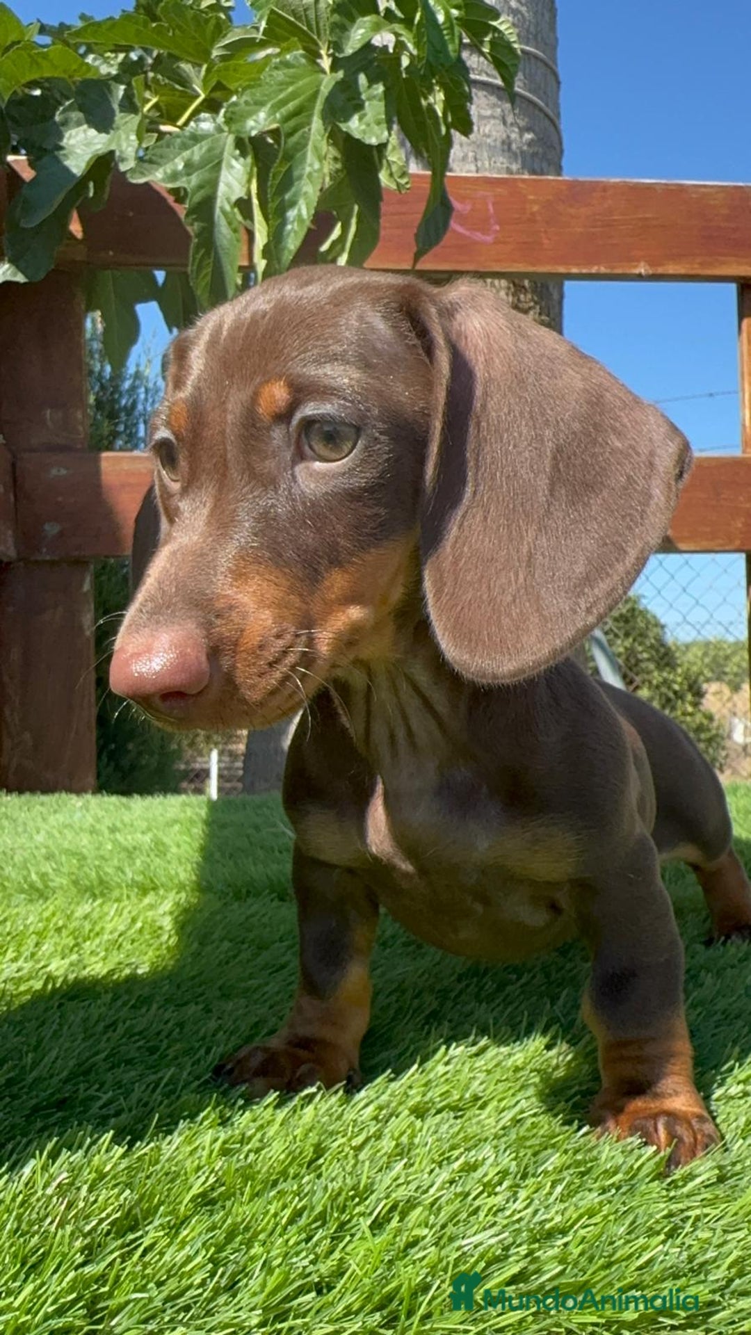 Teckel perros en venta: TECKEL MINIATURA HEMBRA - Imagen 8