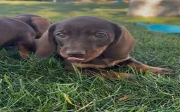 Teckel Miniatura perros en venta: TECKEL MINIATURAS - Imagen 1