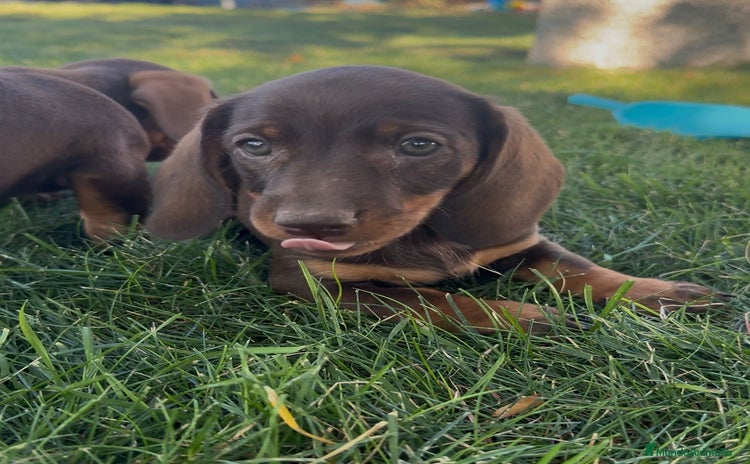 Teckel Miniatura perros - Anuncio 4