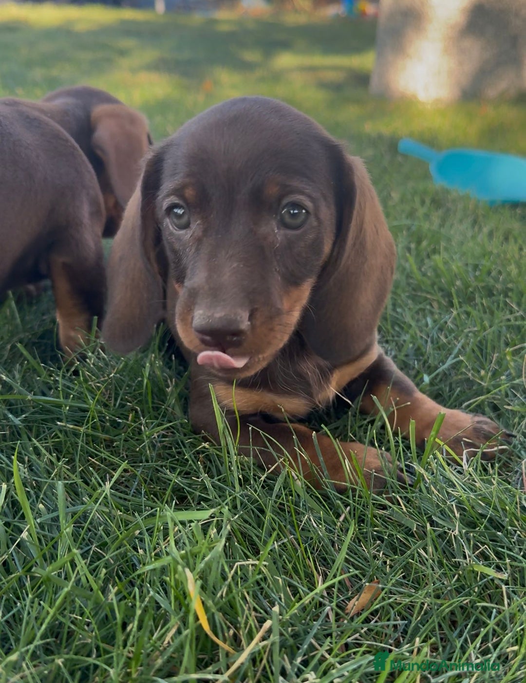 Teckel Miniatura perros en venta: TECKEL MINIATURAS - Imagen 1