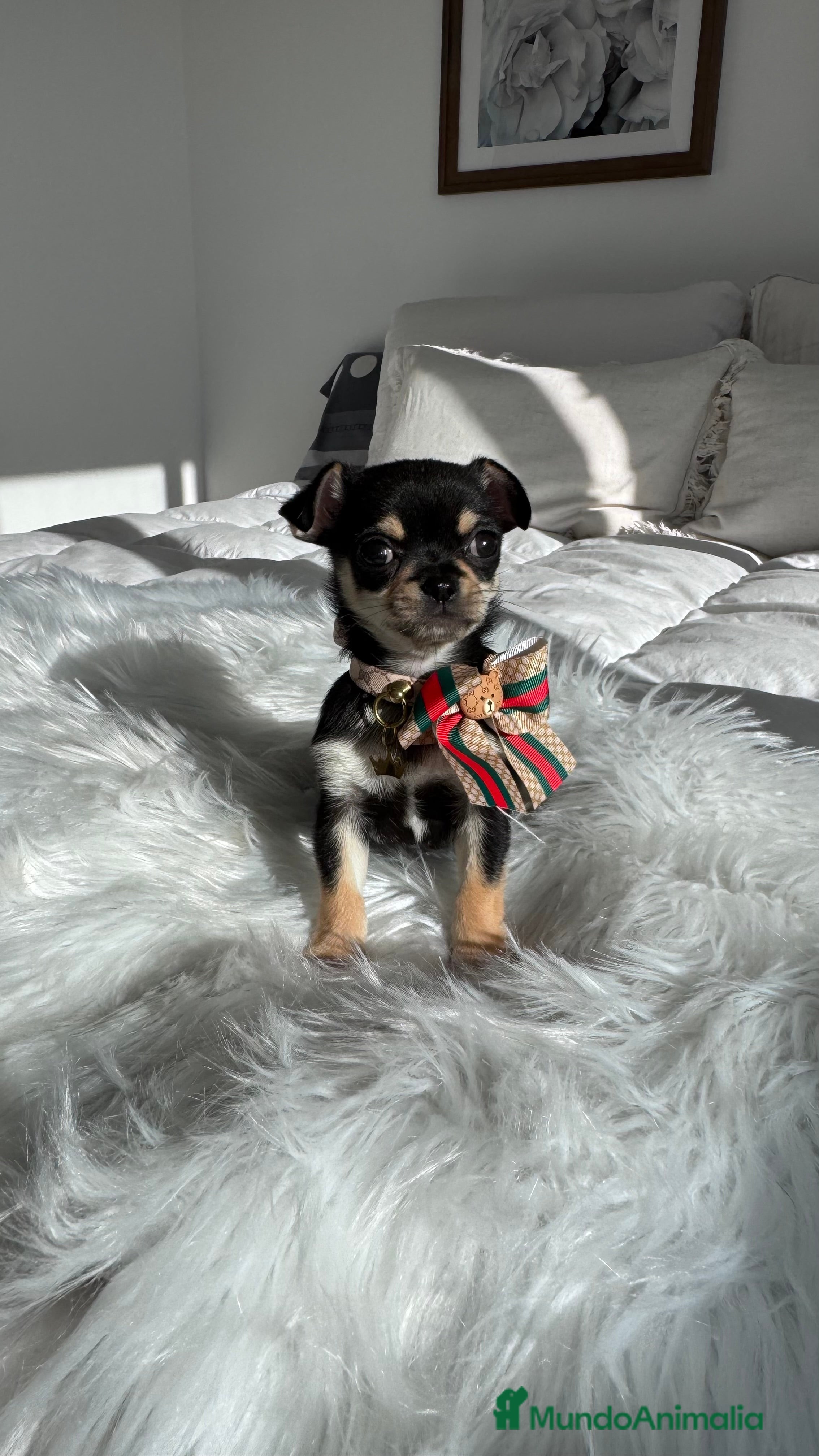 Chihuahua perros Chihuahua macho - Anuncio 1