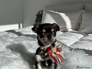 Chihuahua perros Chihuahua macho - Anuncio 1
