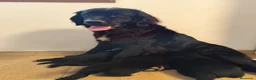 Terranova perros en venta: Terranova 641387649 - Anuncio 1
