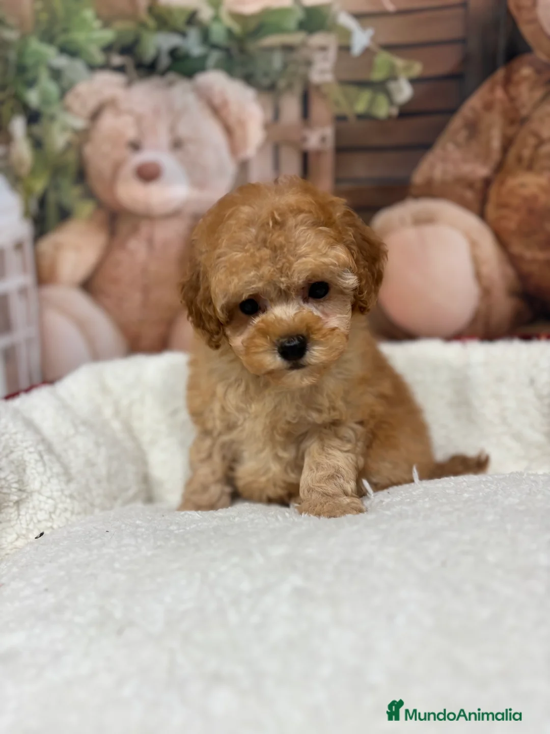 Caniche Toy perros en venta: Caniche toy apricot !!!! - Anuncio 1