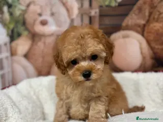 Caniche Toy perros Caniche toy apricot !!!! - Anuncio 1