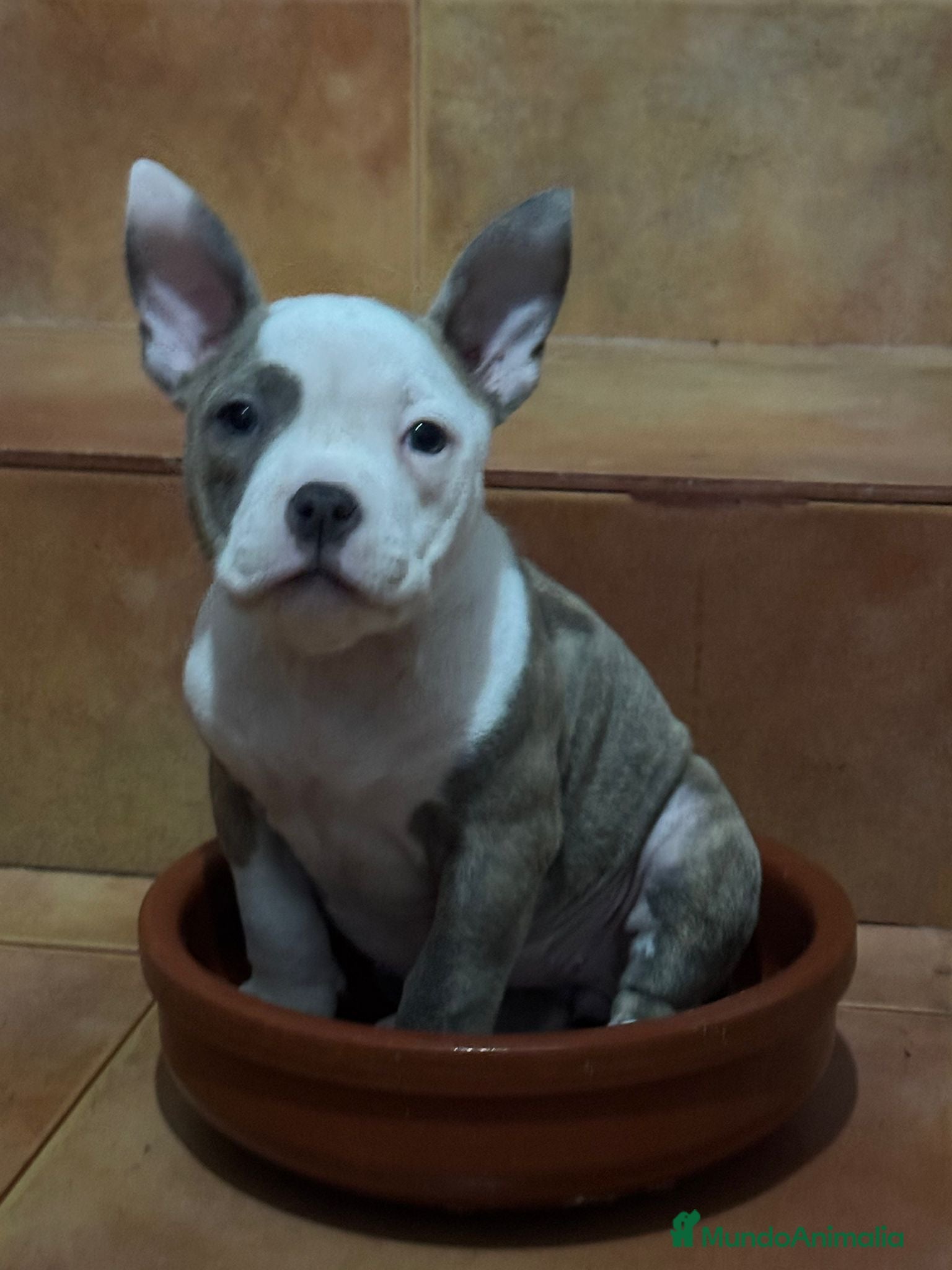 American Bully perros American Bully - Anuncio 10