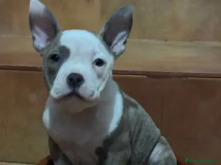 American Bully perros American Bully - Anuncio 10