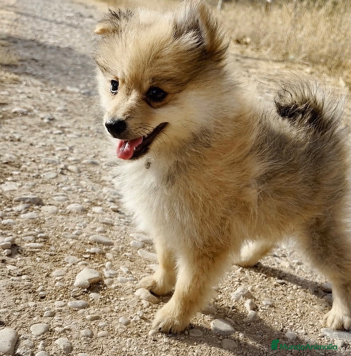 Pomerania perros Pomerania  - Anuncio 1